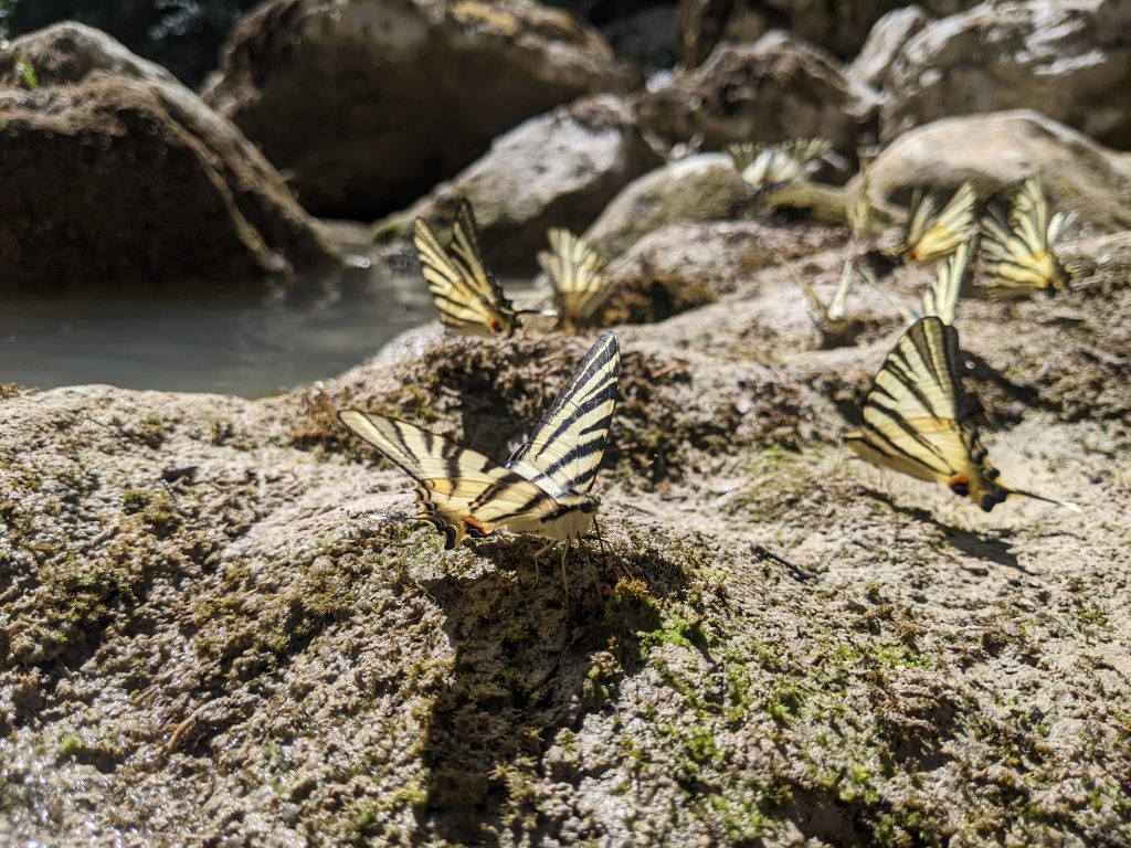 papillons du canyon du verdon pêche à la mouche
